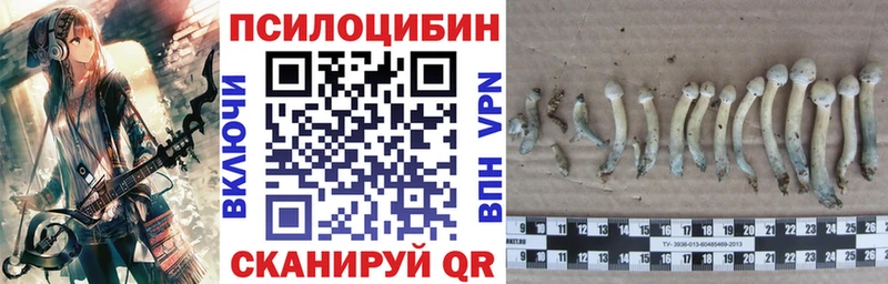 omg вход  Судогда  Псилоцибиновые грибы Psilocybe  дарнет шоп 